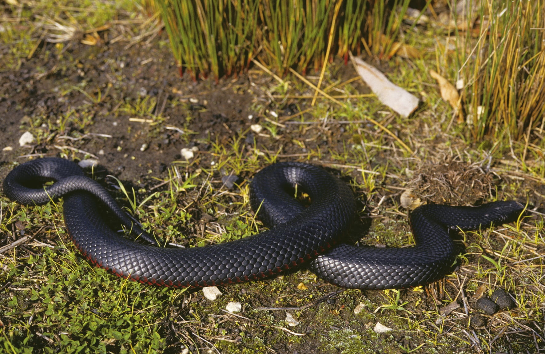 AVAT / Q Vax - red bellied black snake