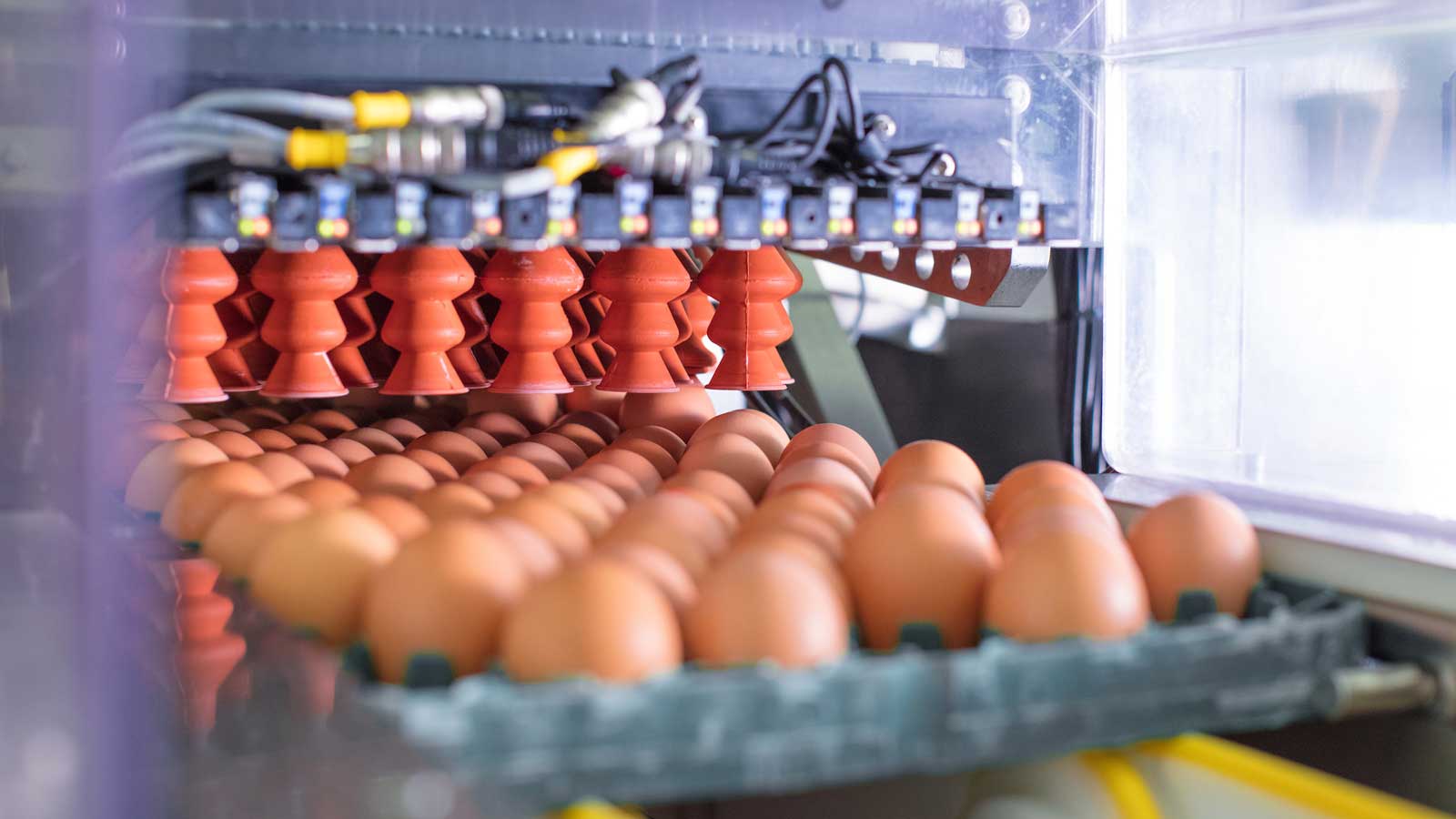 Eggs